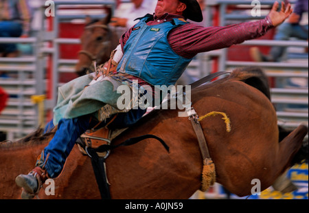 Bucking Bronc 2 Stock Photo