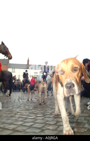 Boxing Day Hunt Meet portrait of hunting dog Stock Photo