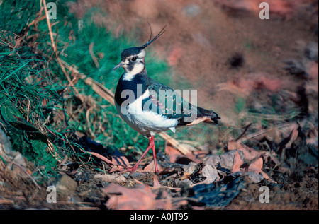 Northern Lapwing, Vanellus vanellus. Walking on ground Stock Photo