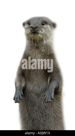 Cut out on a White Background of an Oriental Small Clawed Otter (aonyx cinerea) standing up and looking out in October 2006.  Di Stock Photo