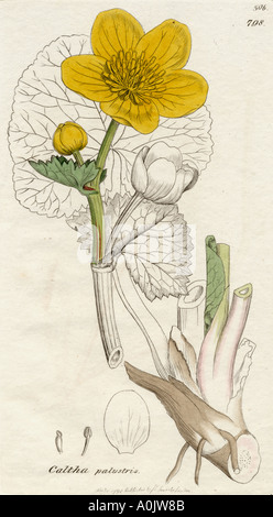 Caltha palustris. Marsh Marigold, from a 19th century print. Stock Photo
