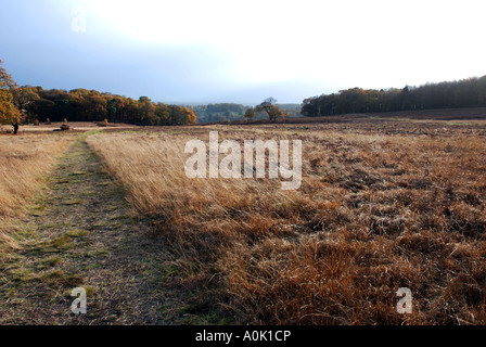 Bradgate Park in autumn, Leicestershire, England, UK Stock Photo