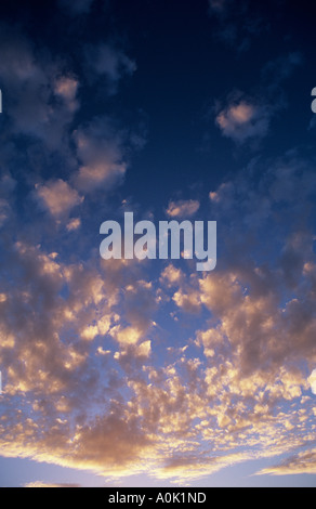 Pink and gold tinged altocumulus clouds or mackerel sky at sunset or sunrise against a deep blue sky Stock Photo