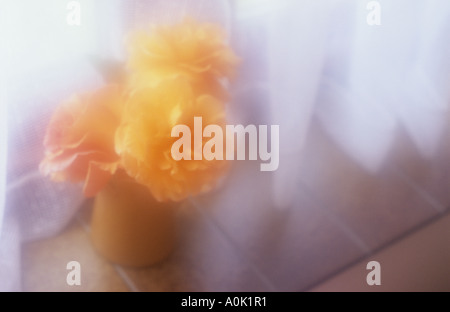 Atmospheric close up of three pale orange and pink roses in a small vase on a window sill with net curtains Stock Photo