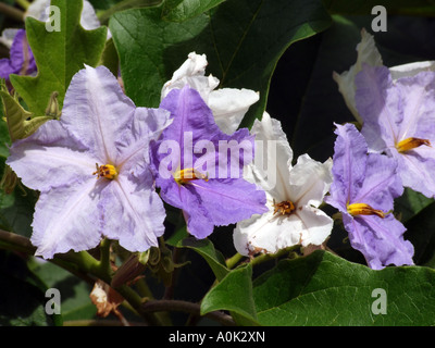 Flowers of the Giant Star Potato Tree Solanum macranthum USA Stock Photo