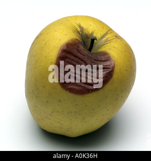 Rotten Golden Delicious apple Stock Photo