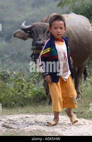 Vietnamese boy riding water buffalo ,sapa , northern 