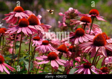 ECHINACEA IN FULL BLOOM IN THE MILLENNIUM GARDEN AT CASTLE HILL HOUSE AND GARDENS DEVON UK Stock Photo