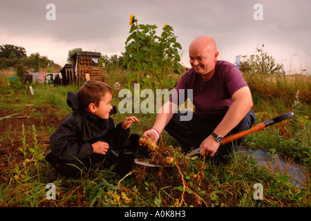 A FATHER AND SON DIG UP SOME POTATOES ON AN ALLOTMENT UK Stock Photo
