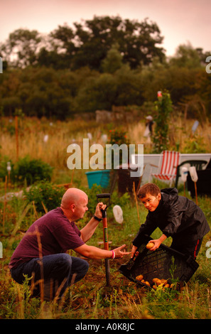 A FATHER AND SON DIG UP SOME POTATOES ON AN ALLOTMENT UK Stock Photo
