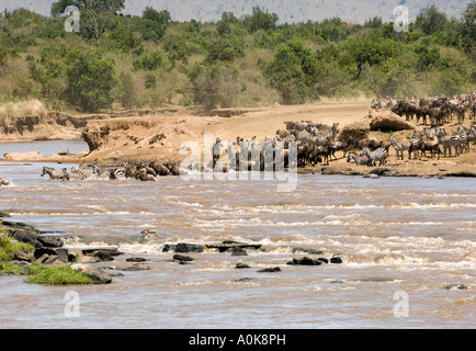 Zebra and Wilderbeast Migration Crossing River in Kenya's Maasai Mara Stock Photo