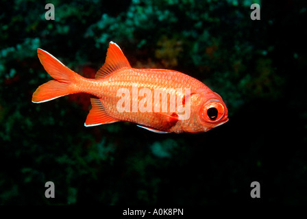 Whitetip soldierfish Myripristis Indian Ocean Maldives Island Stock Photo