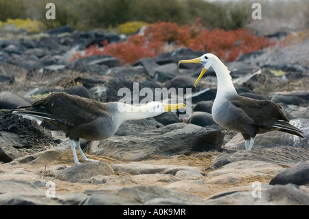 Waved Albatross (Phoebastria irrorata) Courtship dance,  Hood Is. Galapagos ENDANGERED Stock Photo