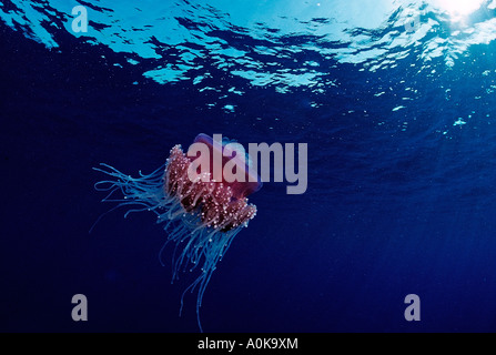 Crown jellyfish in Open Sea Netrostoma setouchina Red Sea Egypt Stock Photo