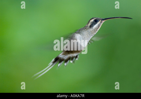 Hummingbird, Baron's Long-billed Hermit, (Phaethornis longirostris baroni) Buenaventura Reserve ECUADOR Stock Photo
