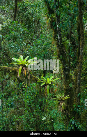 ECUADOR, Western Andes,  Cloud Forest, Bellavista Reserve near Mindo, Bromeliads in tree Stock Photo