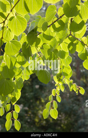Katsura tree Cercidiphyllum japonicum from Japan Seattle Washington state USA Stock Photo