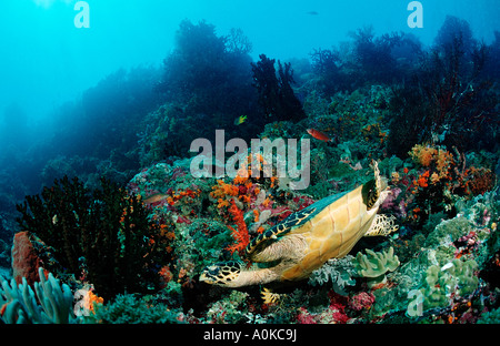 Hawksbill turtle Eretmochelys imbricata Waktobi Celebes Sea Sulawesi Indonesia Stock Photo
