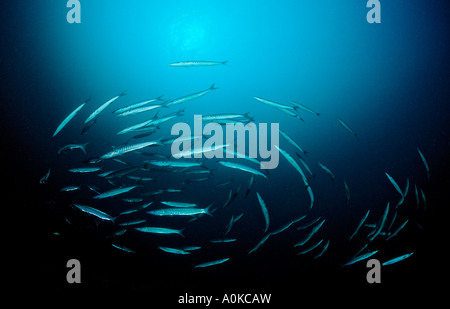 Blackfin Barracudas Sphyraena qenie Red Sea Djibouti Stock Photo