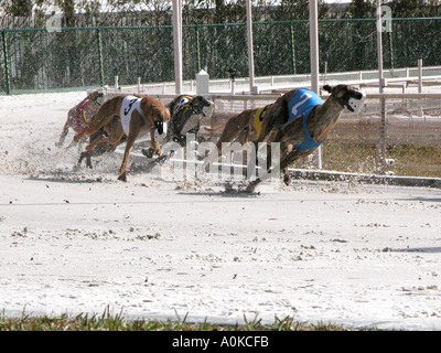 Greyhound Dog Racing Sarasota Florida Stock Photo