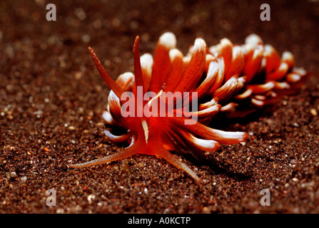 Aeolid Nudibranch Phyllodesmium kabiranum Bali Indian Ocean Indonesia Stock Photo