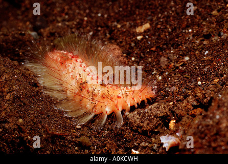 Bristle Worm Fireworm Chloeia sp Bali Indian Ocean Indonesia Stock Photo