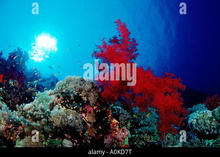 Colorful Coral Reef Alcyonaria sp Taba Sinai Red Sea Egypt Stock Photo