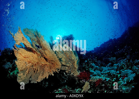 Colorful Coral Reef Taba Sinai Red Sea Egypt Stock Photo