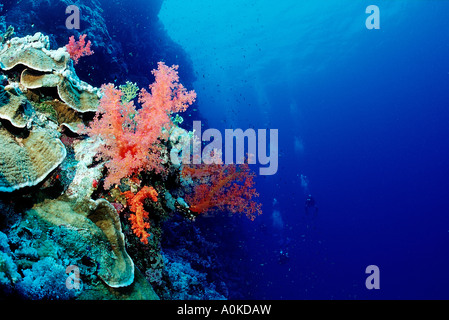 Colorful coral reef, Hurghada, Red Sea, Egypt Stock Photo - Alamy