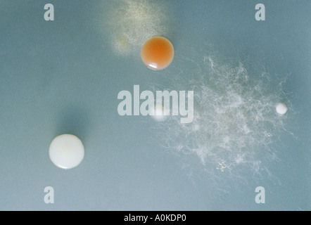 Bacterial cocci colonies with fungal hyphae growing on an agar surface in a petri dish Stock Photo