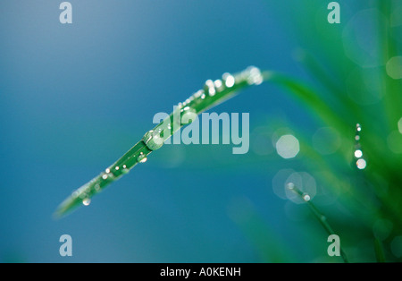 Blade of grass with waterdrops Grashalm mit Wassertropfen Graeser Querformat horizontal drop of water Stock Photo
