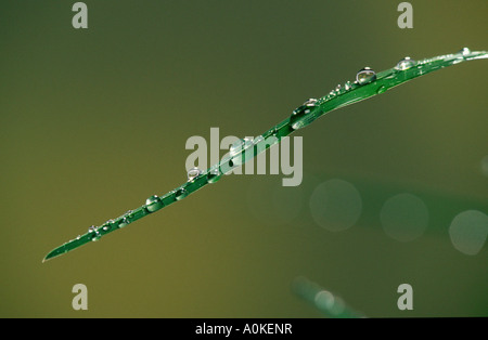 Blade of grass with waterdrops Grashalm mit Wassertropfen Querformat horizontal drop of water Stock Photo