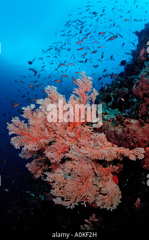 Sea Fan and Anthias Gorgonaria sp Anthiinae Komodo Indian Ocean ...