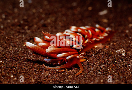 Aeolid Nudibranch Phyllodesmium kabiranum Komodo National Park Indian Ocean Indonesia Stock Photo