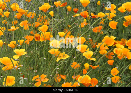 A field of california golden poppies Stock Photo