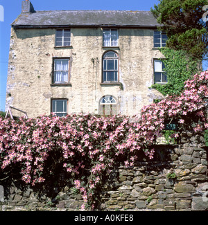 Clematis Montana growing on the garden wall of Dylan Thomas's former home, Sea View in Laugharne  Wales UK KATHY DEWITT Stock Photo