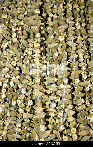 Strings of dried okra, Abelmoschus esculentus Hibiscus, for sale at Grand Bazaar, Istanbul, Turkey. DSC 7039 Stock Photo