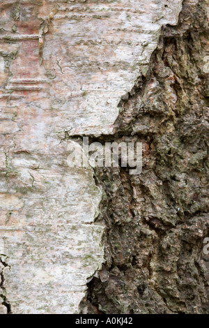 Silver Birch Betula pendula Bark Stock Photo