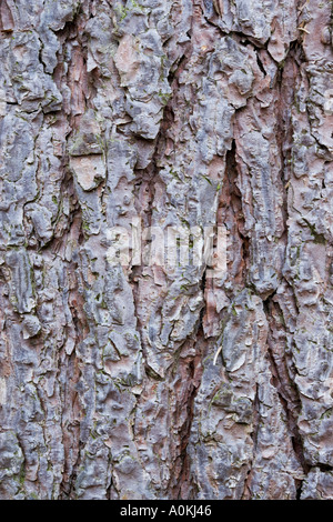Scots Pine Pinus sylvestris Bark Stock Photo
