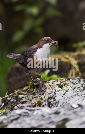 Dipper Cinclus cinclus standing looking alert on moss covered rock in stream with beak full of insects derbyshire Stock Photo