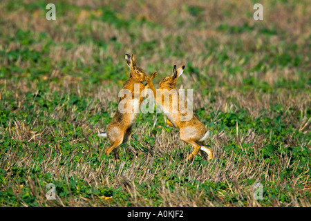 Brown Hares Lepus europaeus boxing in stubble field therfield hertfordshire Stock Photo