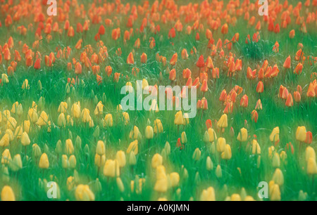 Bed of tulips Tulpenbeet Stock Photo