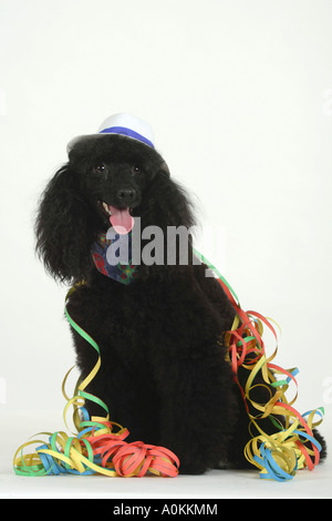 Miniature Poodle black with hat and Stock Photo