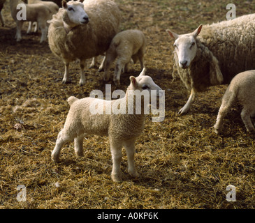CHEVIOT LAMB 2-3 WEEKS OLD Stock Photo