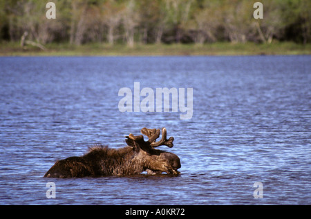 Bull Moose with full rack bull elk in Boreal Forest of Maine United States of America alces alces Stock Photo