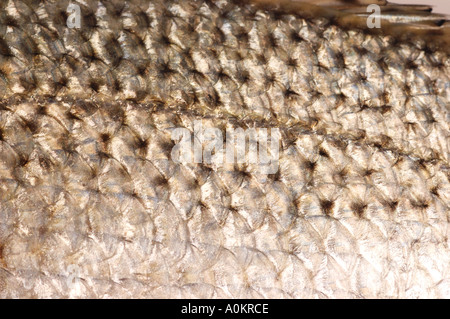 fish skin and scales texture dsca 0208 Stock Photo - Alamy