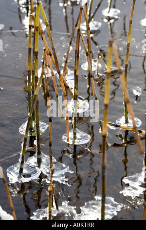 Water horsetails with icy collars, Finland Stock Photo