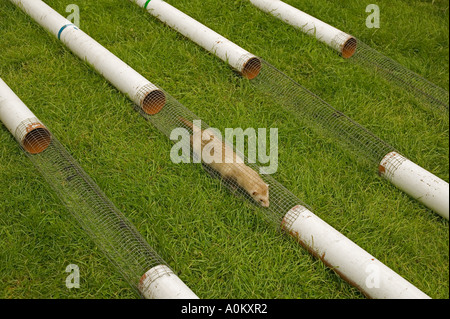 Ferrets racing at a country show in Wales Stock Photo