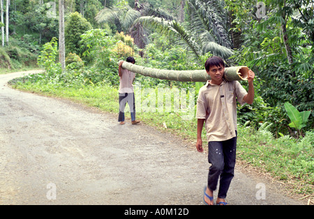 Two boys carrying a large bamboo pole in Tana Toraja Torajaland Sulawesi Celebes Indonesia Stock Photo