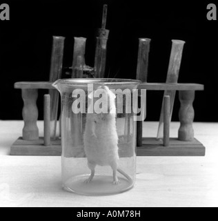 Laboratory mouse used for research. Stock Photo